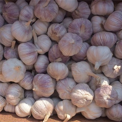 20 কেজি বাল্ক রসুন